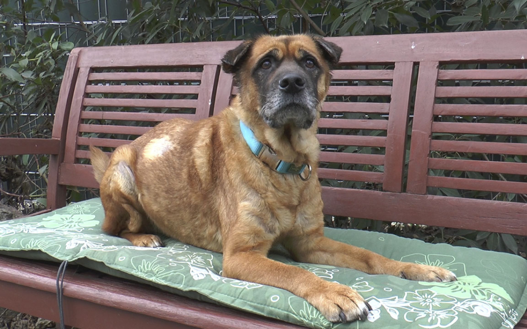 TierheimTV-Vermittlung | Dezember 2018