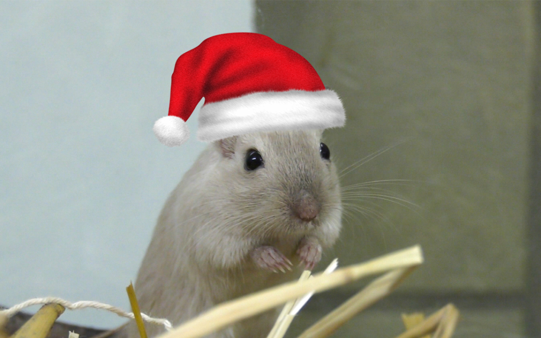 TierheimTV-Vermittlung | Dezember 2019