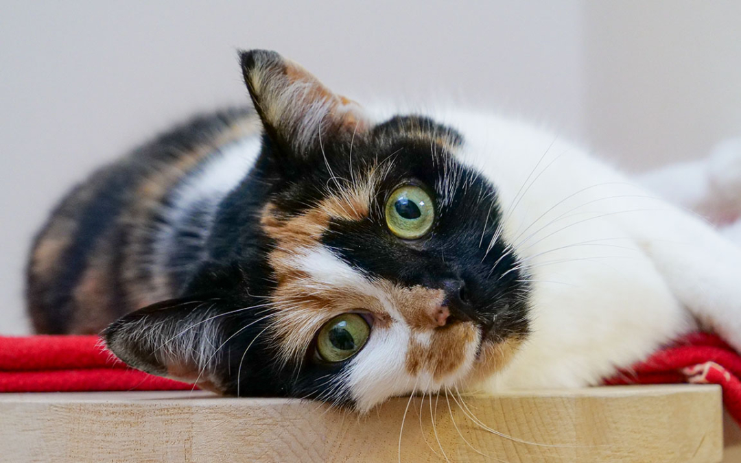 TierheimTV-Vermittlung | Dezember 2020