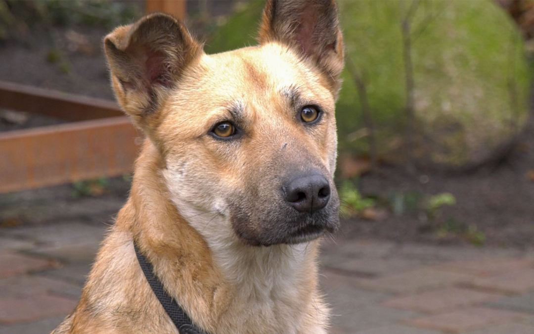 TierheimTV-Vermittlung | Dezember 2021