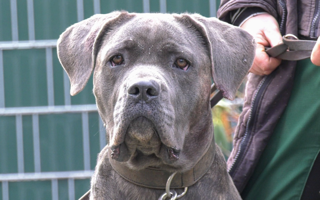 TierheimTV-Vermittlung | Dezember 2022