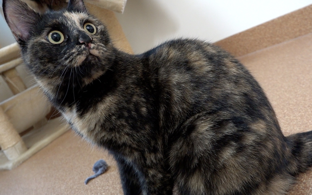 TierheimTV-Vermittlung | Dezember 2023