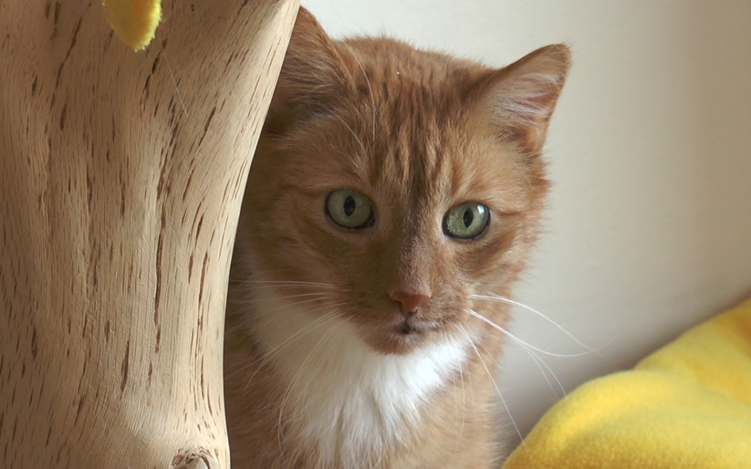 TierheimTV-Vermittlung | Februar 2019