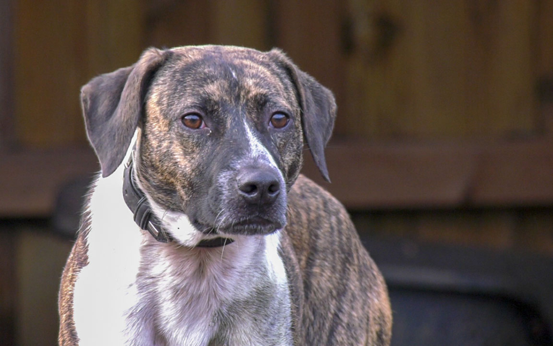 TierheimTV-Vermittlung | Februar 2020