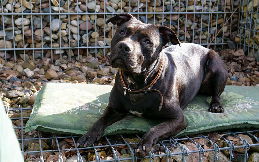 TierheimTV-Vermittlung | Februar 2021