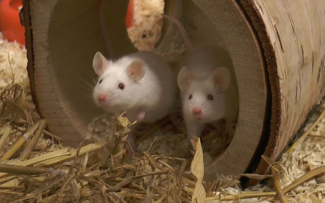 TierheimTV-Vermittlung | Januar 2019