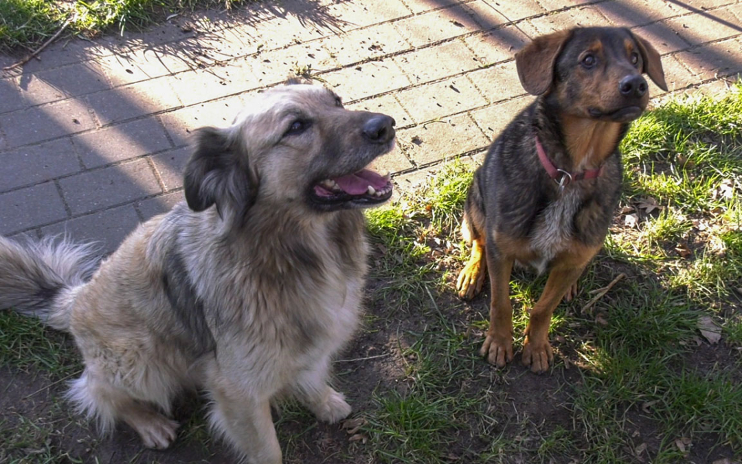 TierheimTV-Vermittlung | Januar 2020