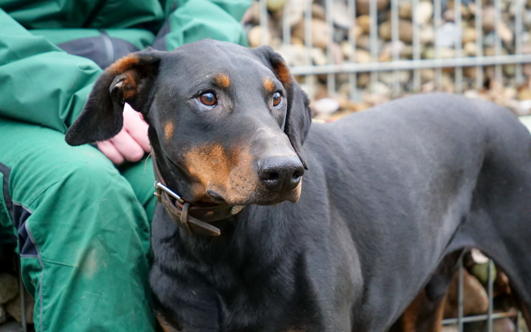 TierheimTV-Vermittlung | Januar 2021