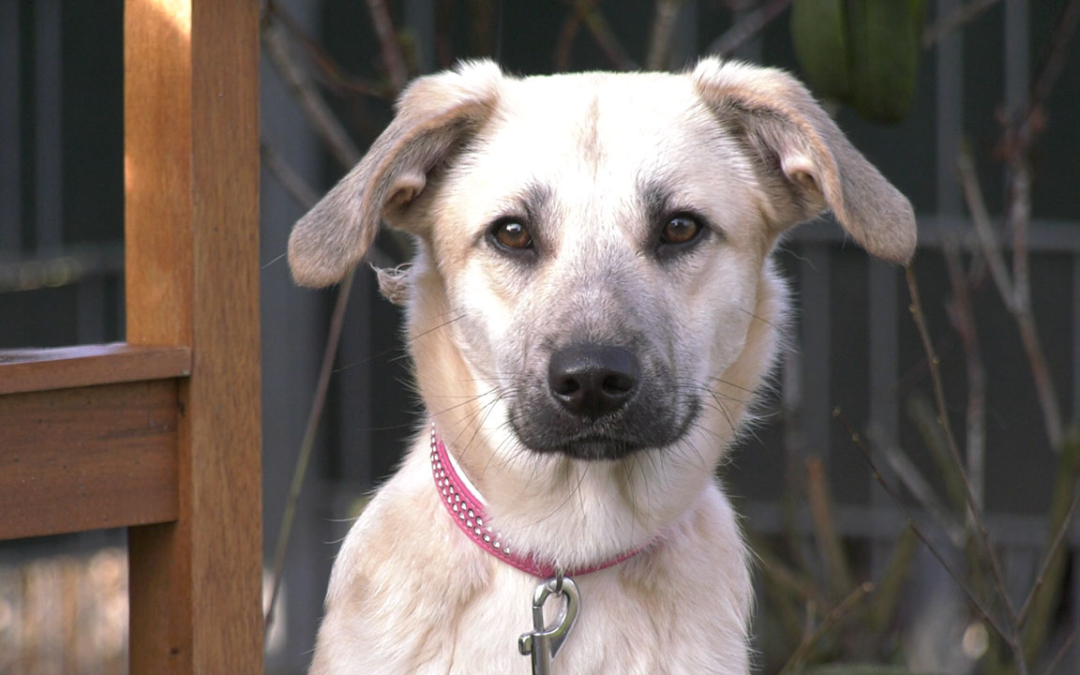 TierheimTV-Vermittlung | Januar 2022