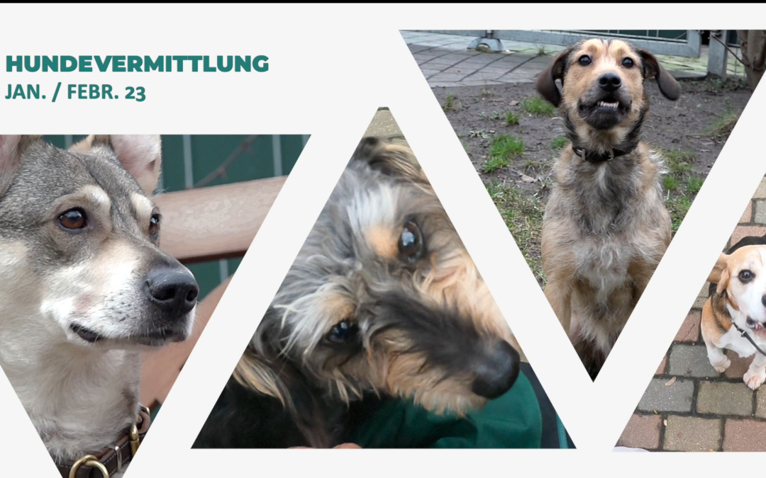 TierheimTV-Vermittlung | Januar 2023