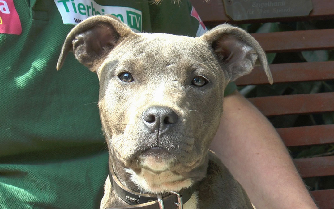 TierheimTV-Vermittlung | Juli 2019