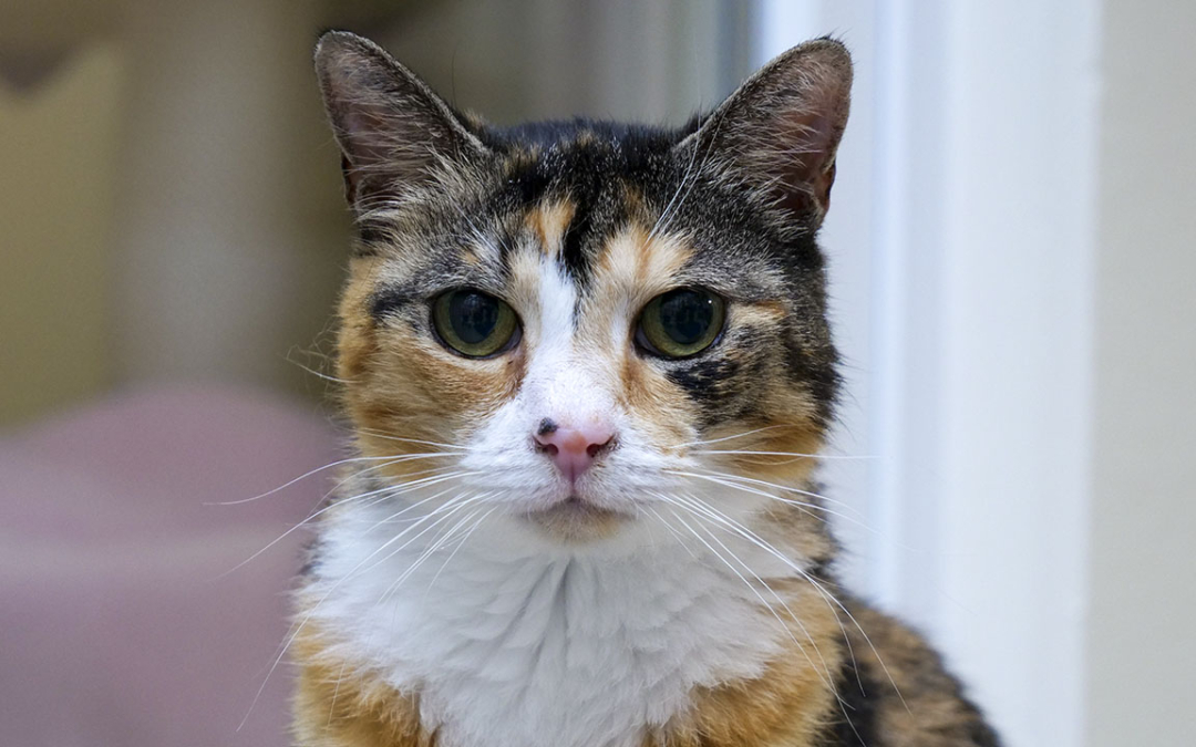 TierheimTV-Vermittlung | Juli 2020