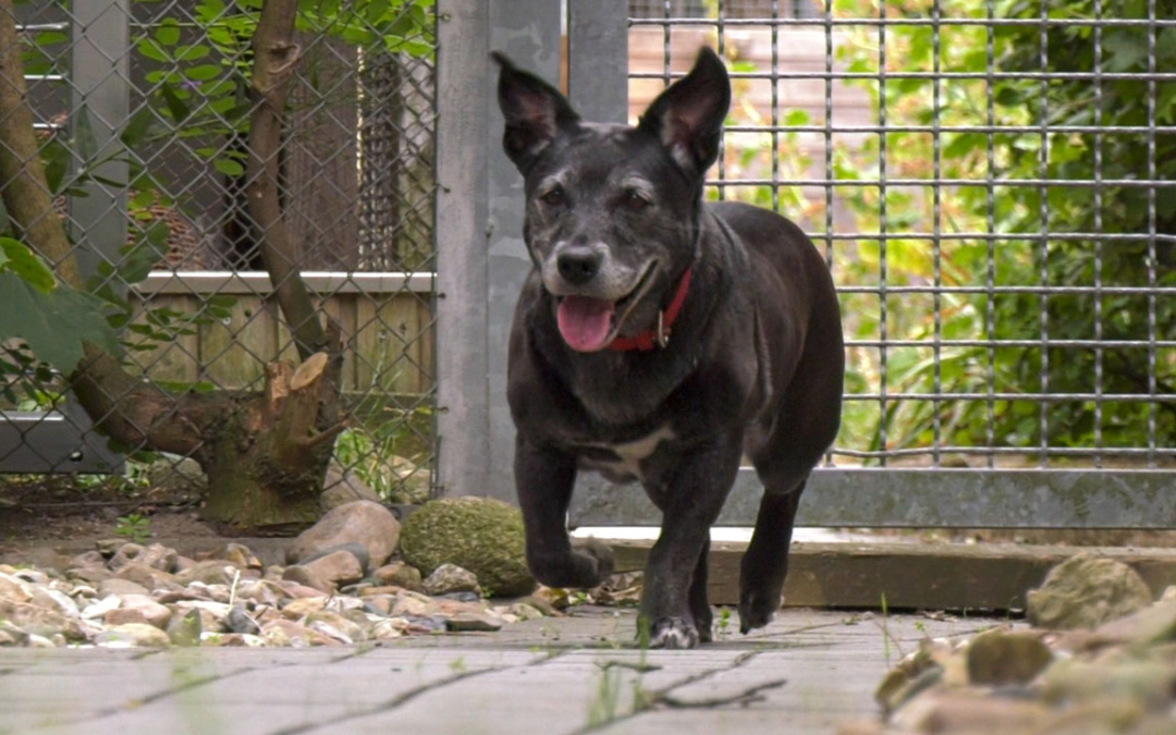TierheimTV-Vermittlung | Juli 2022