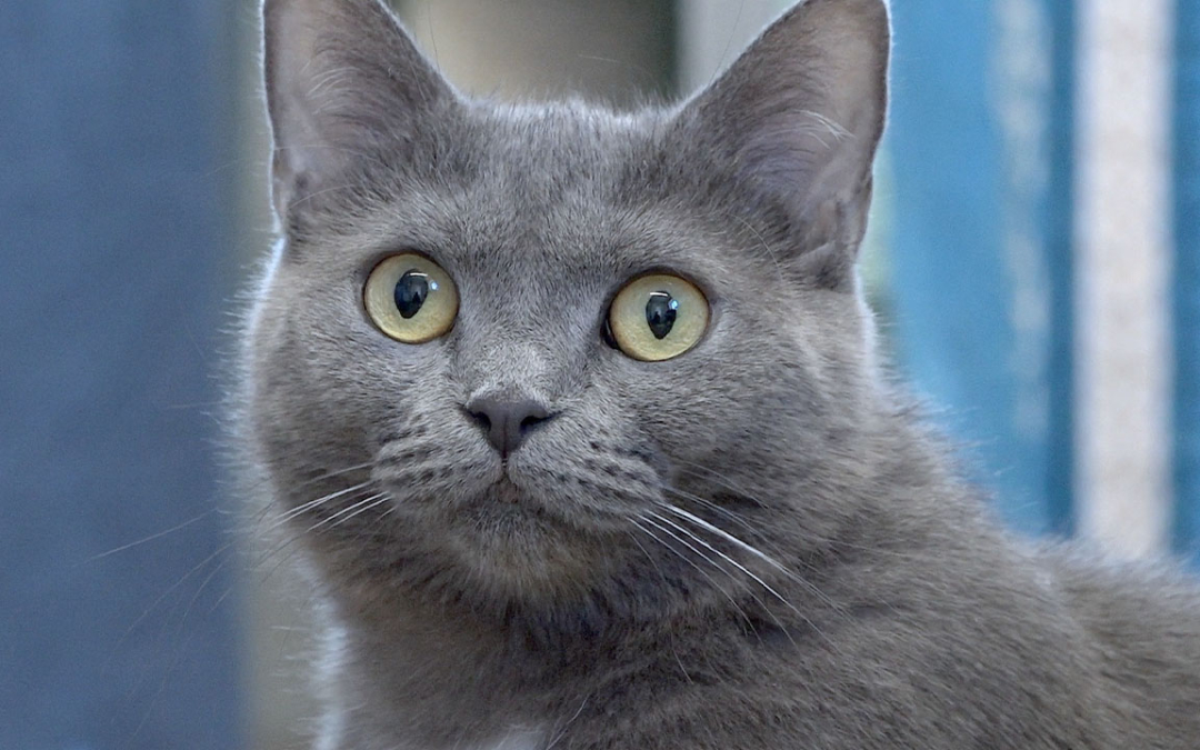 TierheimTV-Vermittlung | Juli 2023