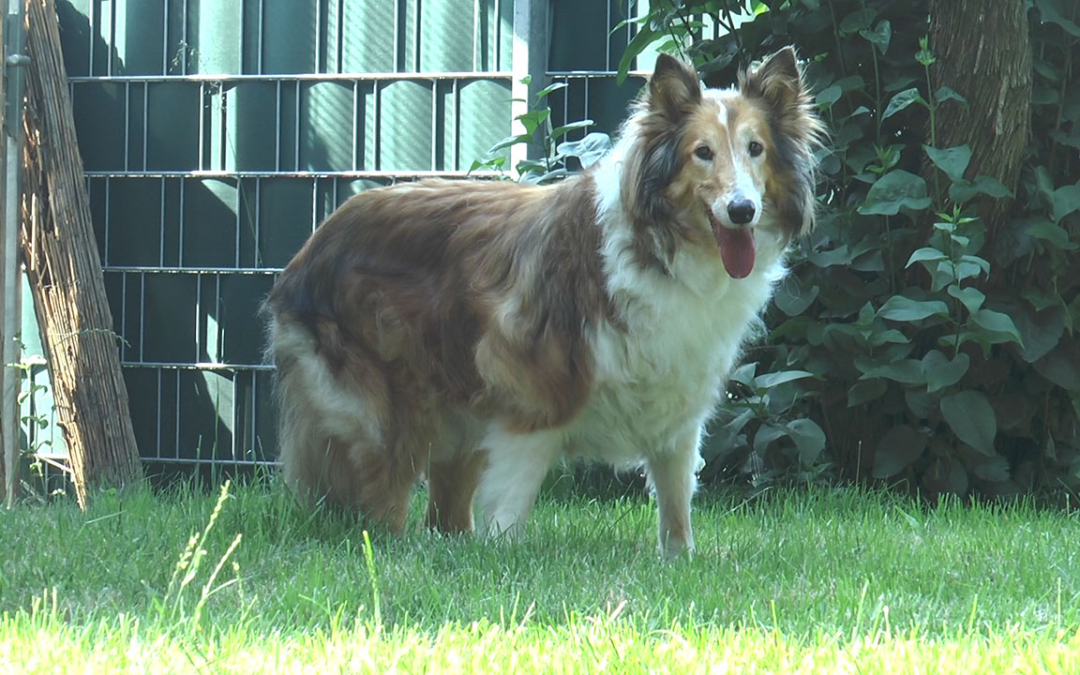 TierheimTV-Vermittlung | Juni 2019