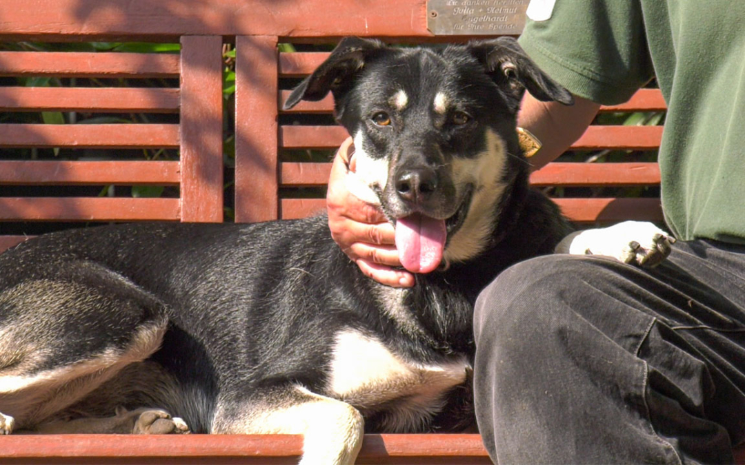 TierheimTV-Vermittlung | Juni 2020