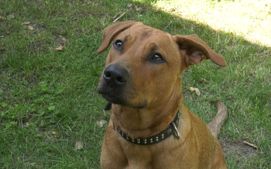 TierheimTV-Vermittlung | Juni 2021