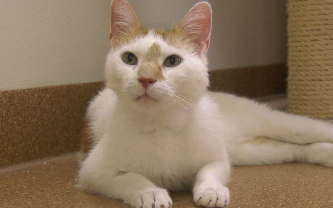 TierheimTV-Vermittlung | Juni 2022