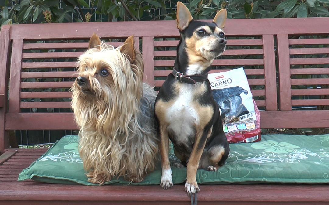 TierheimTV-Vermittlung | März 2019