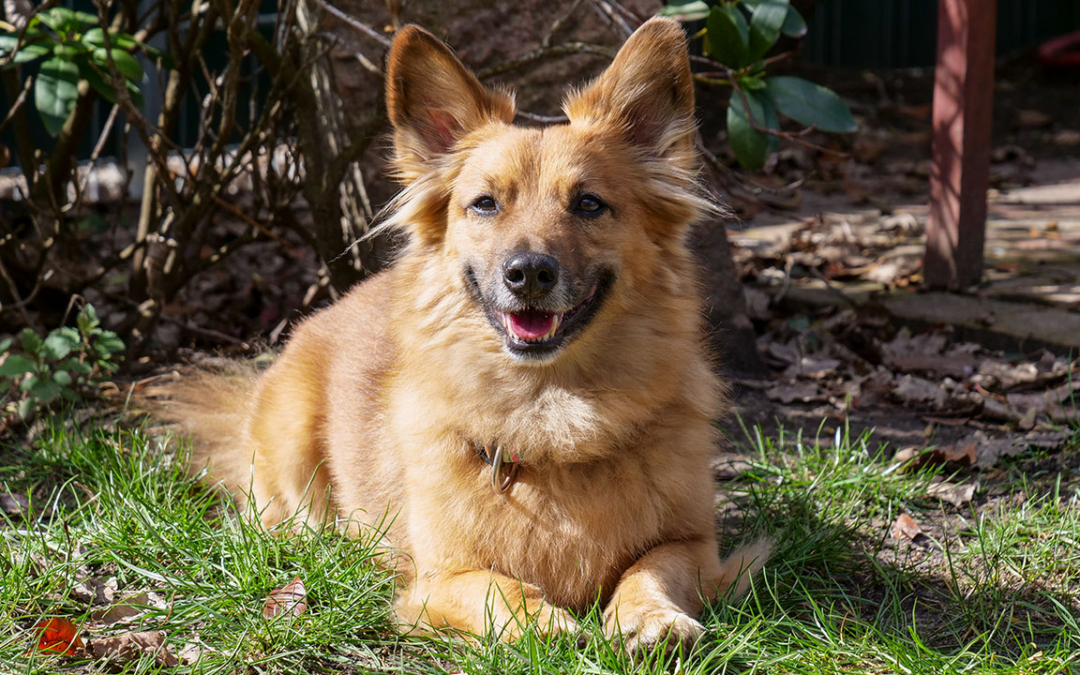 TierheimTV-Vermittlung | März 2021