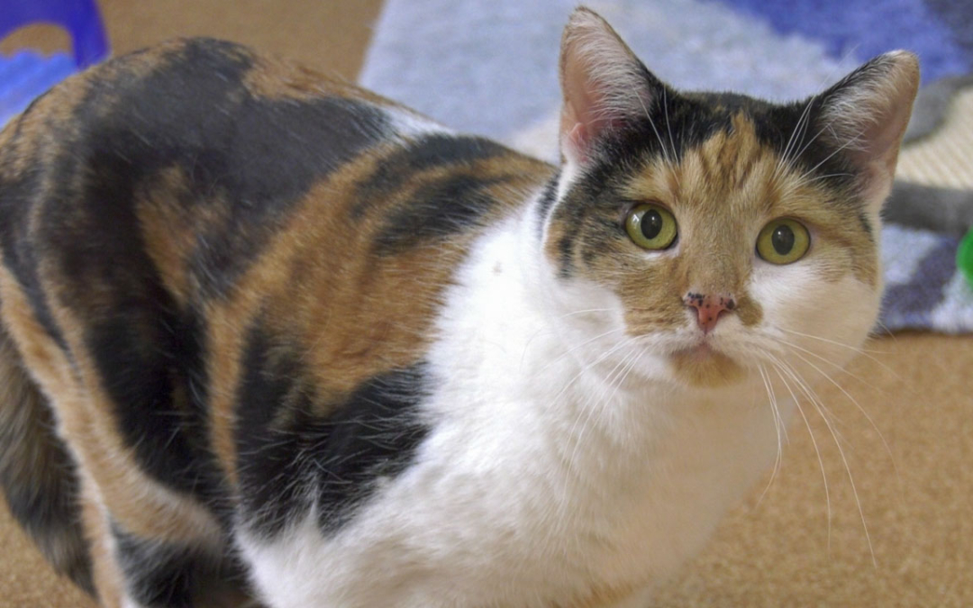 TierheimTV-Vermittlung | März 2022