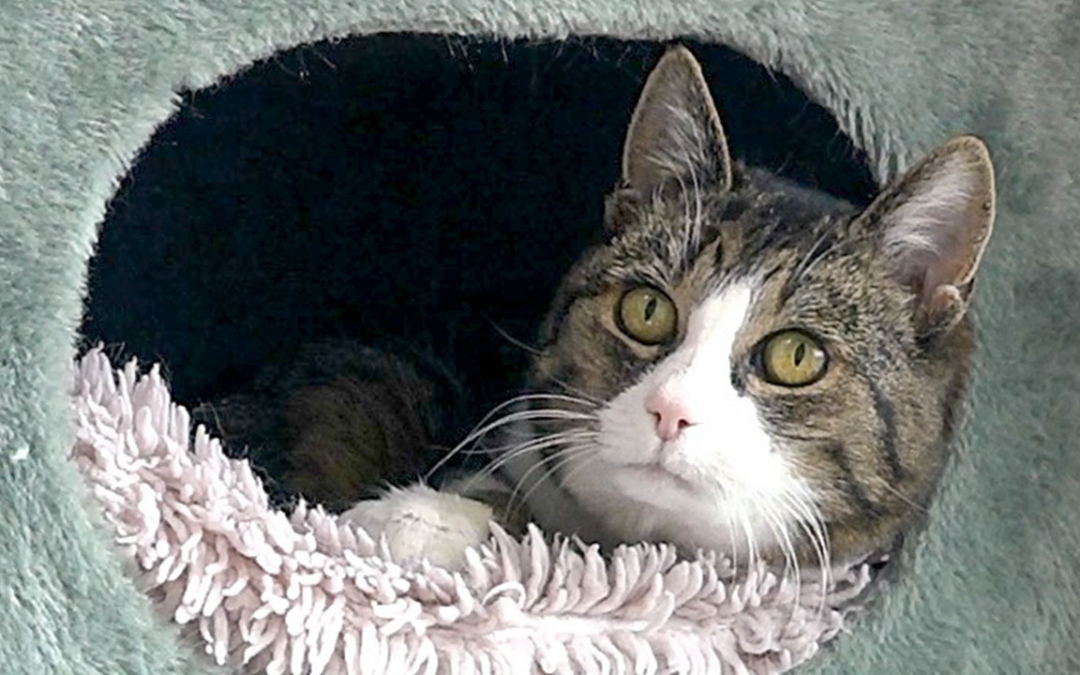 TierheimTV-Vermittlung | März 2023