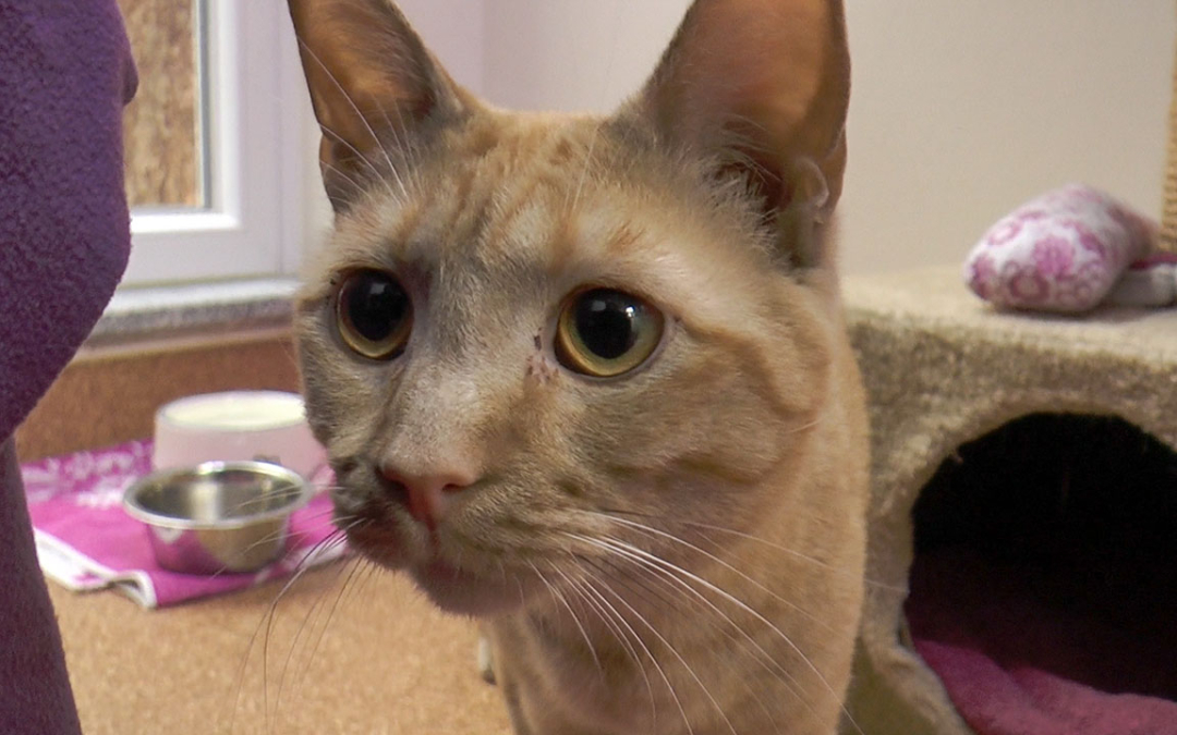 TierheimTV-Vermittlung | Mai 2019