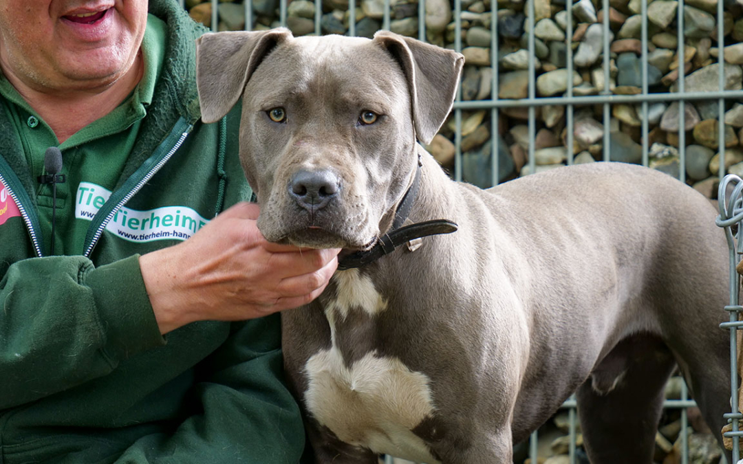 TierheimTV-Vermittlung | Mai 2020