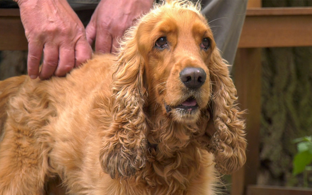 TierheimTV-Vermittlung | Mai 2022