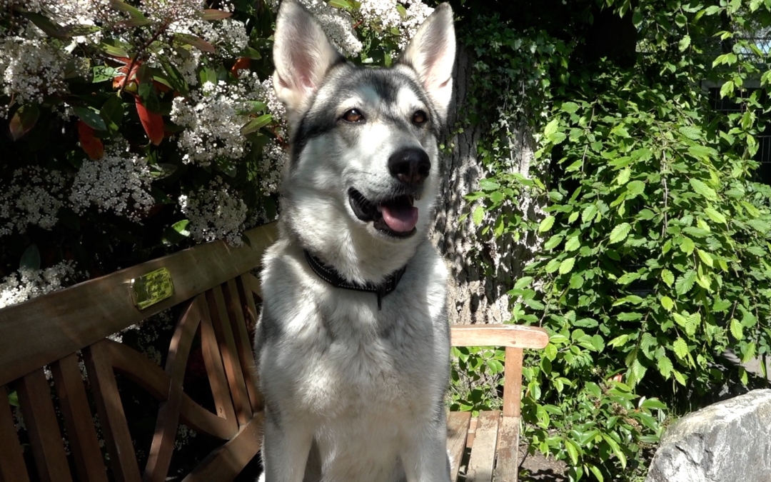 TierheimTV-Vermittlung | Mai 2023