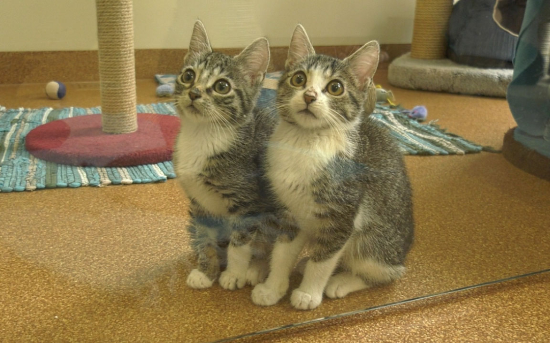 TierheimTV-Vermittlung | Juli 2021