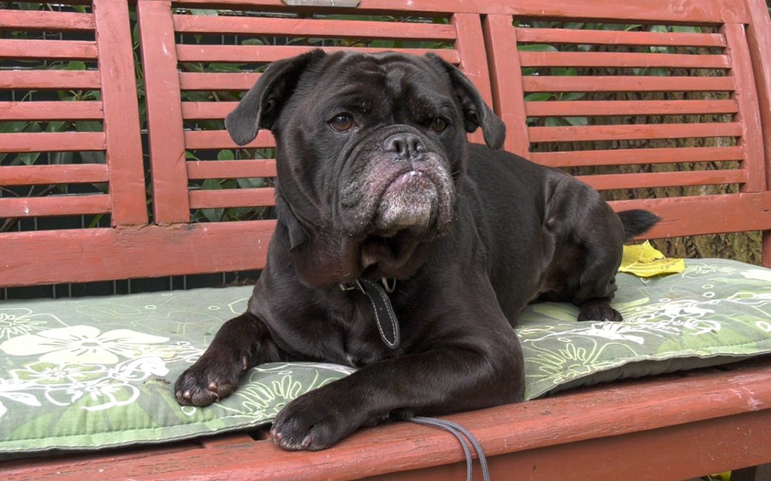 TierheimTV-Vermittlung | November 2019