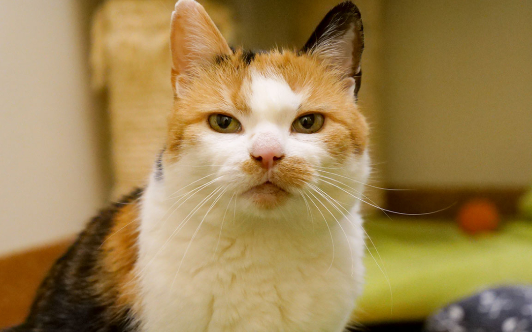 TierheimTV-Vermittlung | November 2020