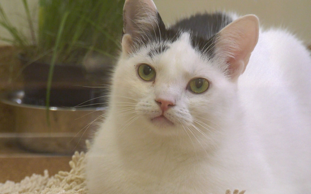 TierheimTV-Vermittlung | November 2021