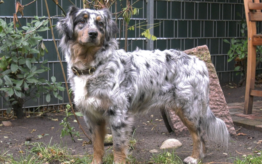 TierheimTV-Vermittlung | November 2022