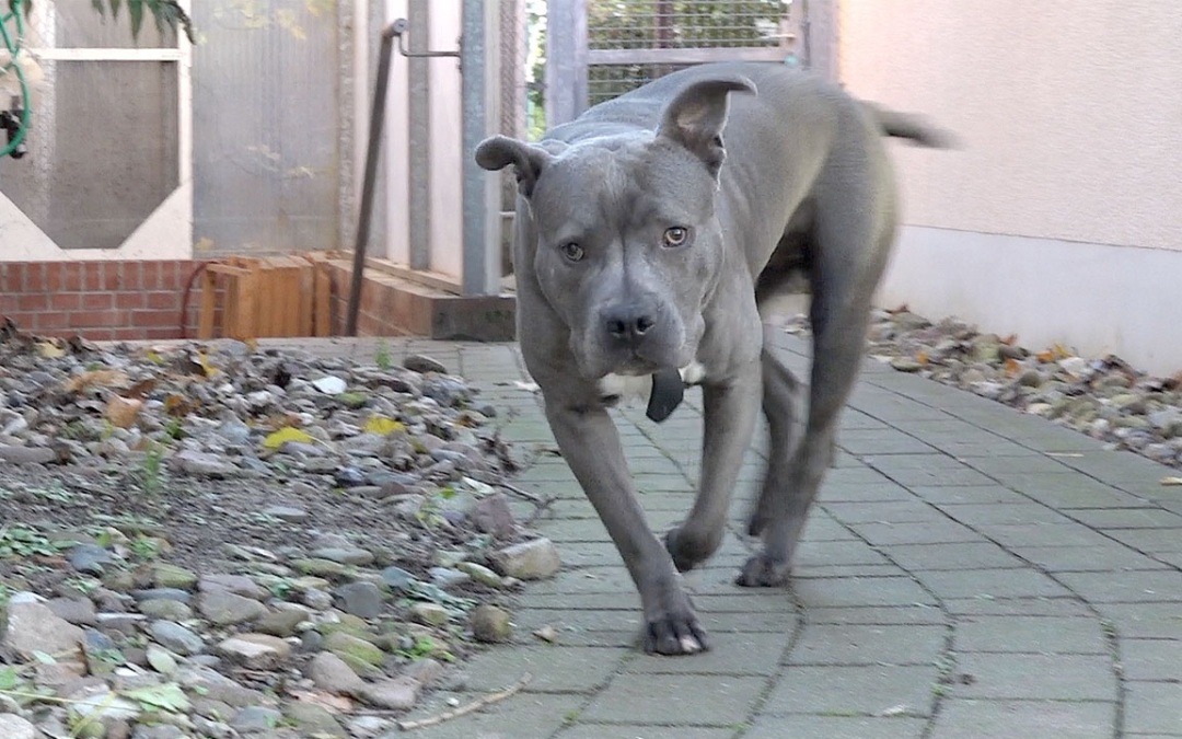 TierheimTV-Vermittlung | November 2023