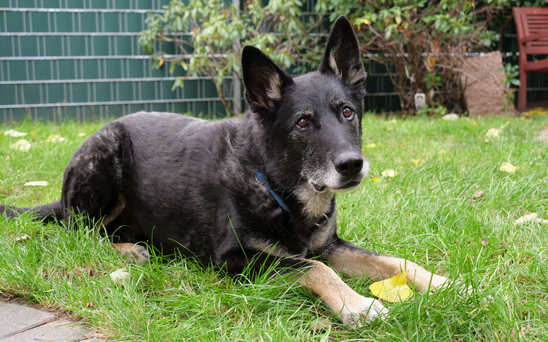 TierheimTV-Vermittlung | Oktober 2020