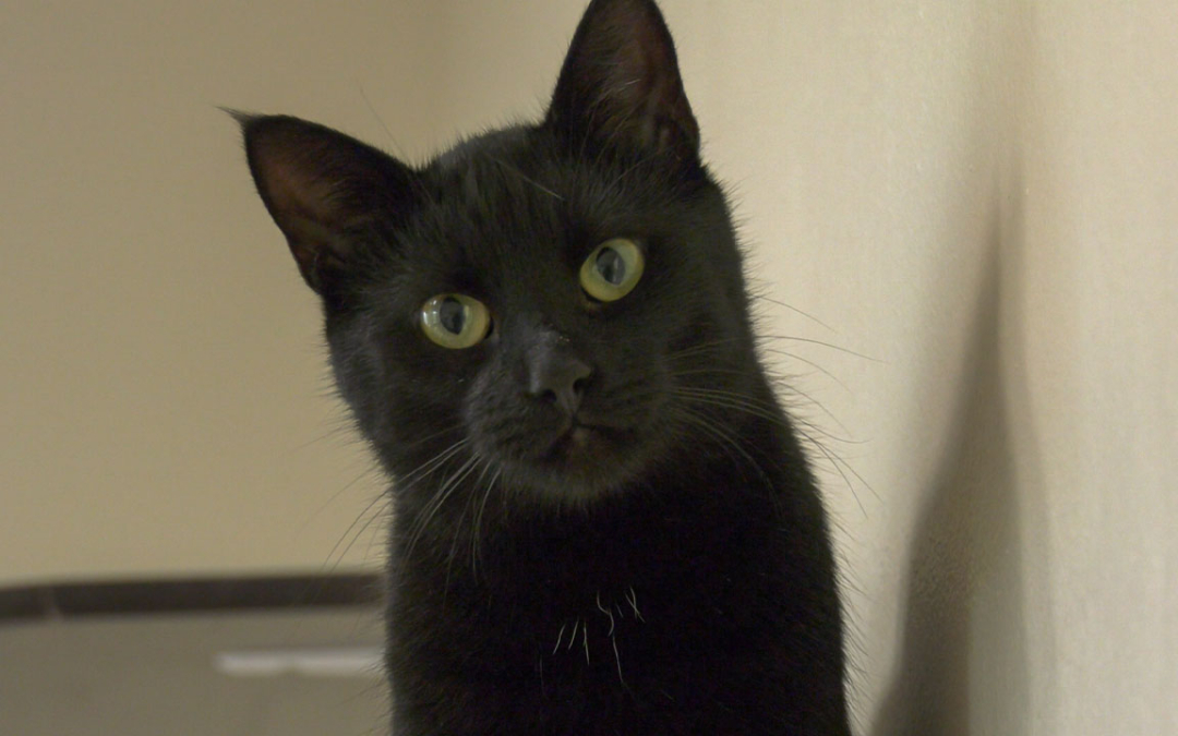 TierheimTV-Vermittlung | Oktober 2022