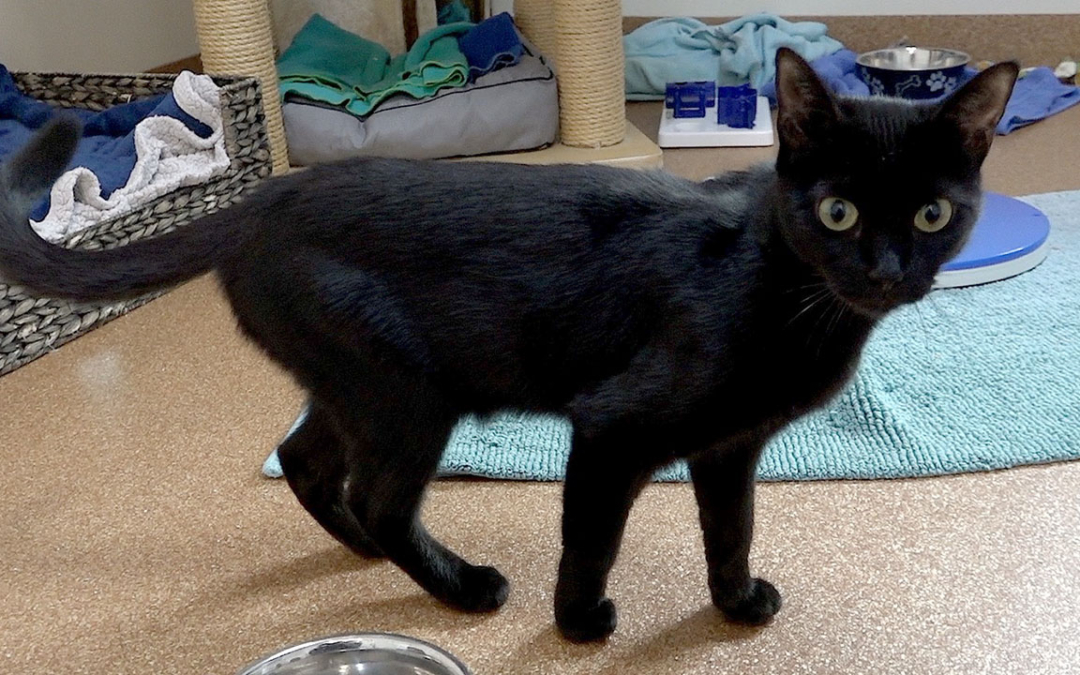 TierheimTV-Vermittlung | Oktober 2023