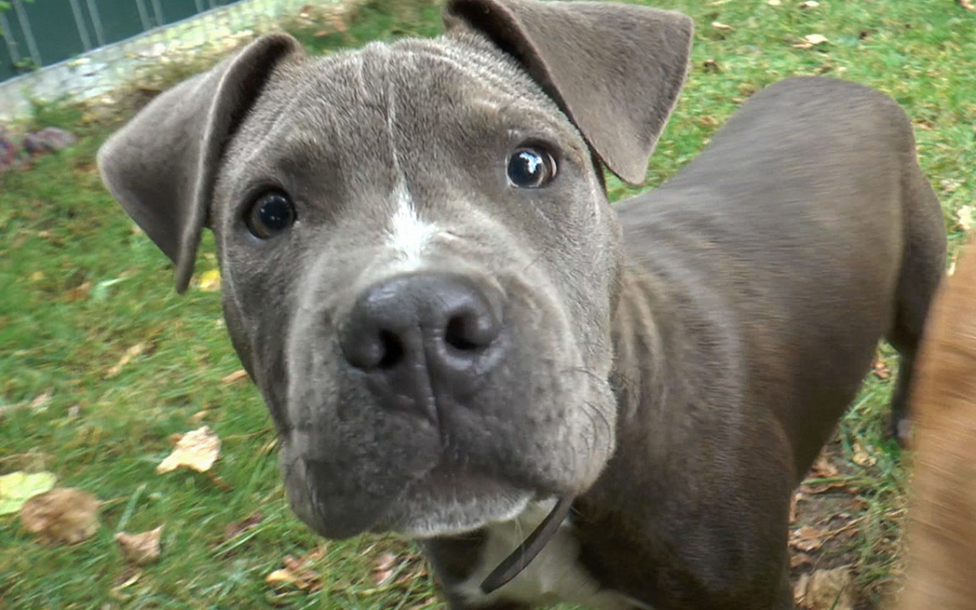 TierheimTV-Vermittlung | September 2019