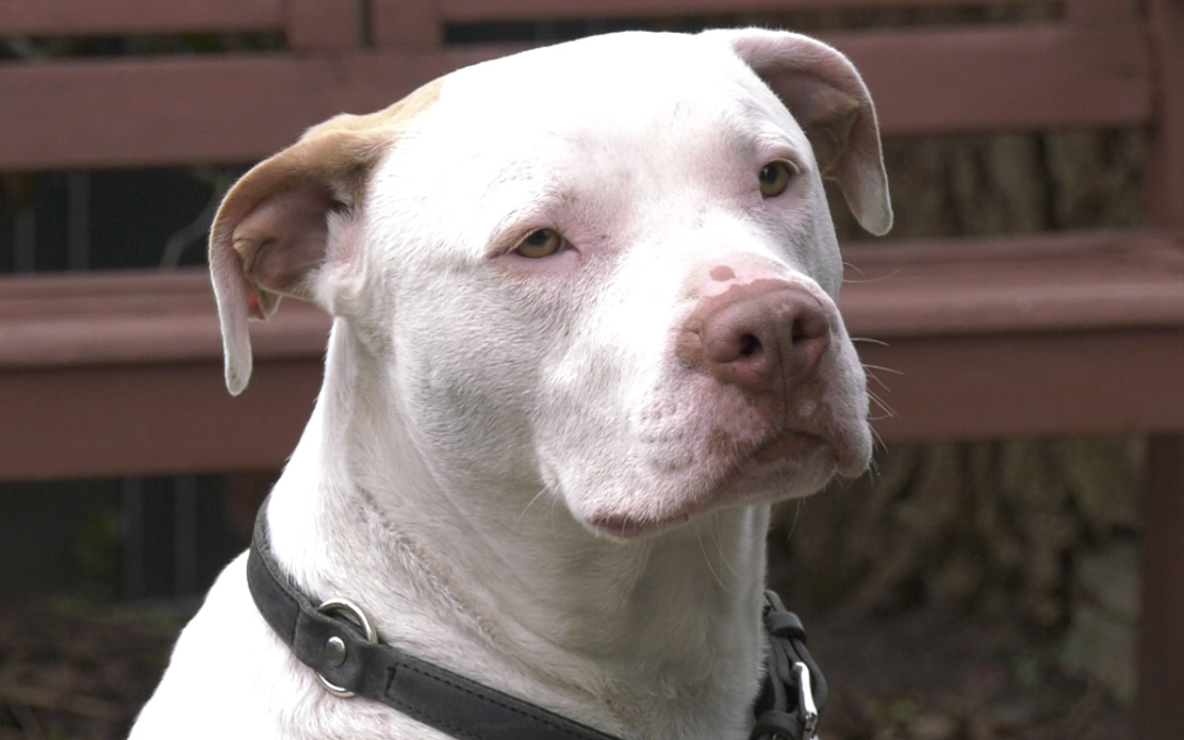 Happy End für Buddy