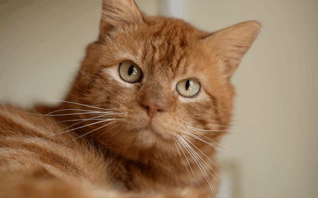 TierheimTV-Vermittlung | April 2025