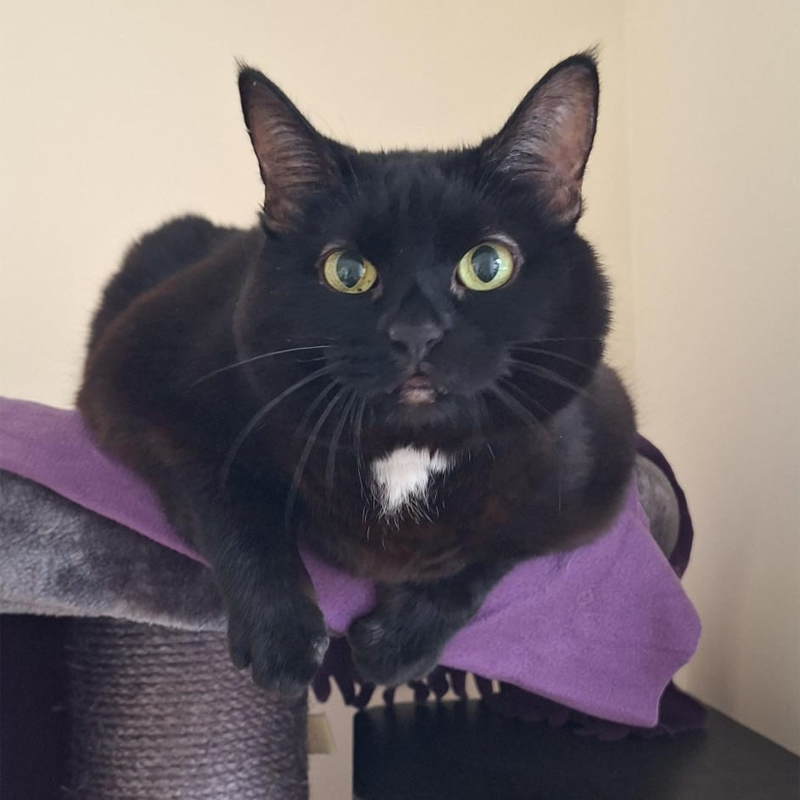 Tierportrait von Cookie