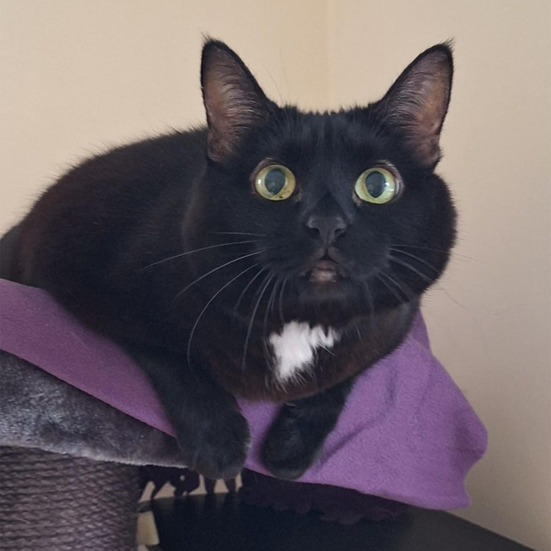 cookie1-profilbild-20250730