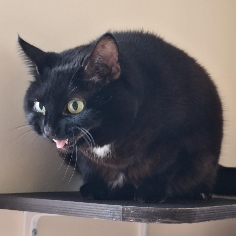 cookie2-profilbild-20250730