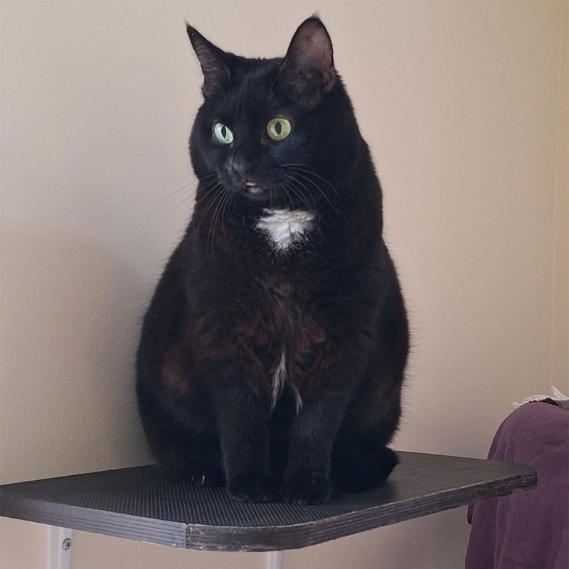 cookie4-profilbild-20250730