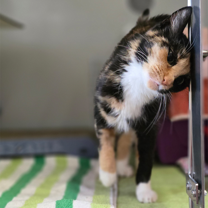 elene2-profilbild-20250715