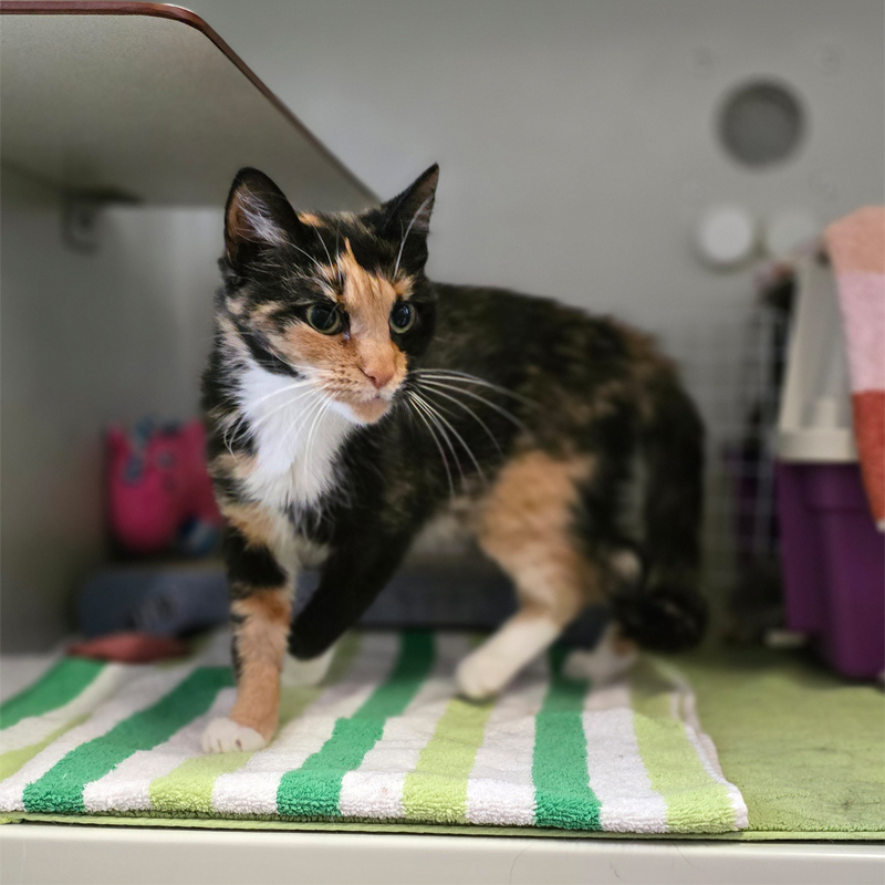 elene3-profilbild-20250715