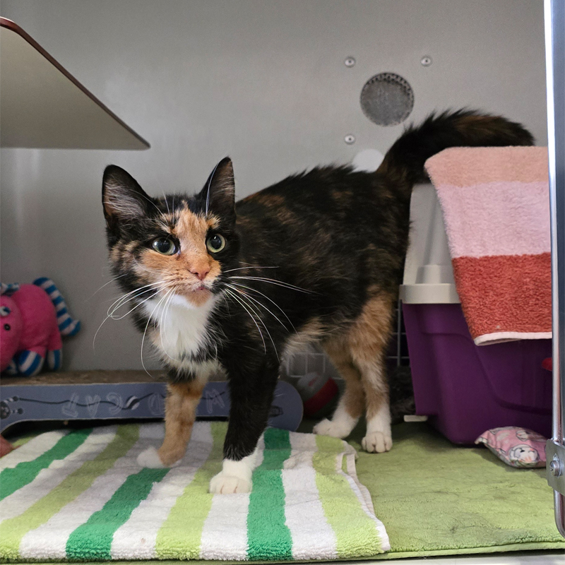 elene4-profilbild-20250715