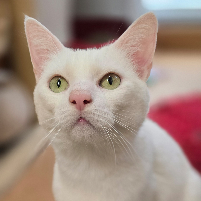 Tierportrait von Elli